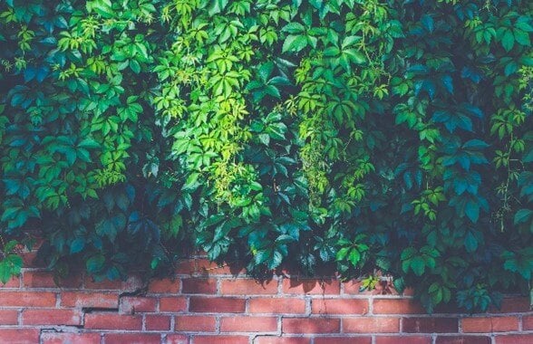 Bush